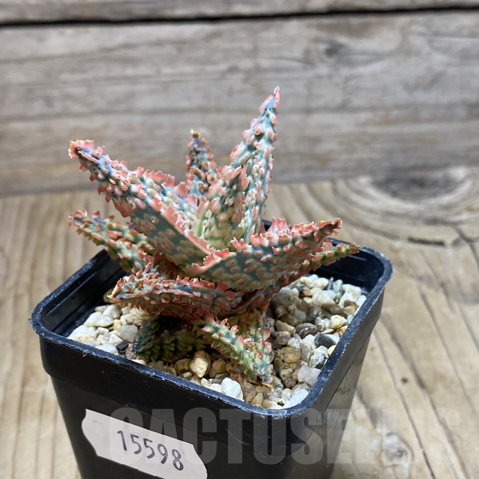 SH15598 Aloe TCT hybrid - immagine 2