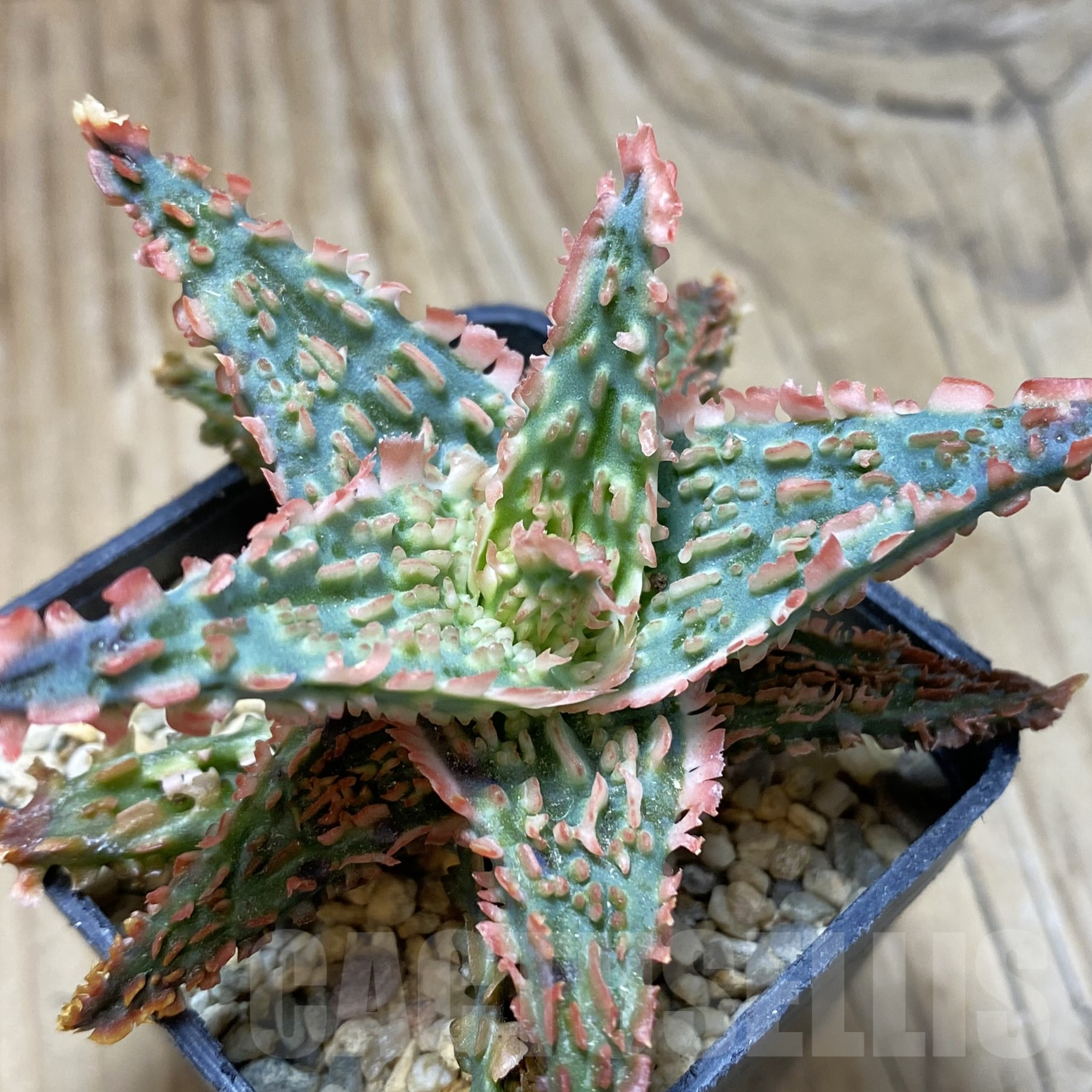 SH15599 Aloe TCT hybrid