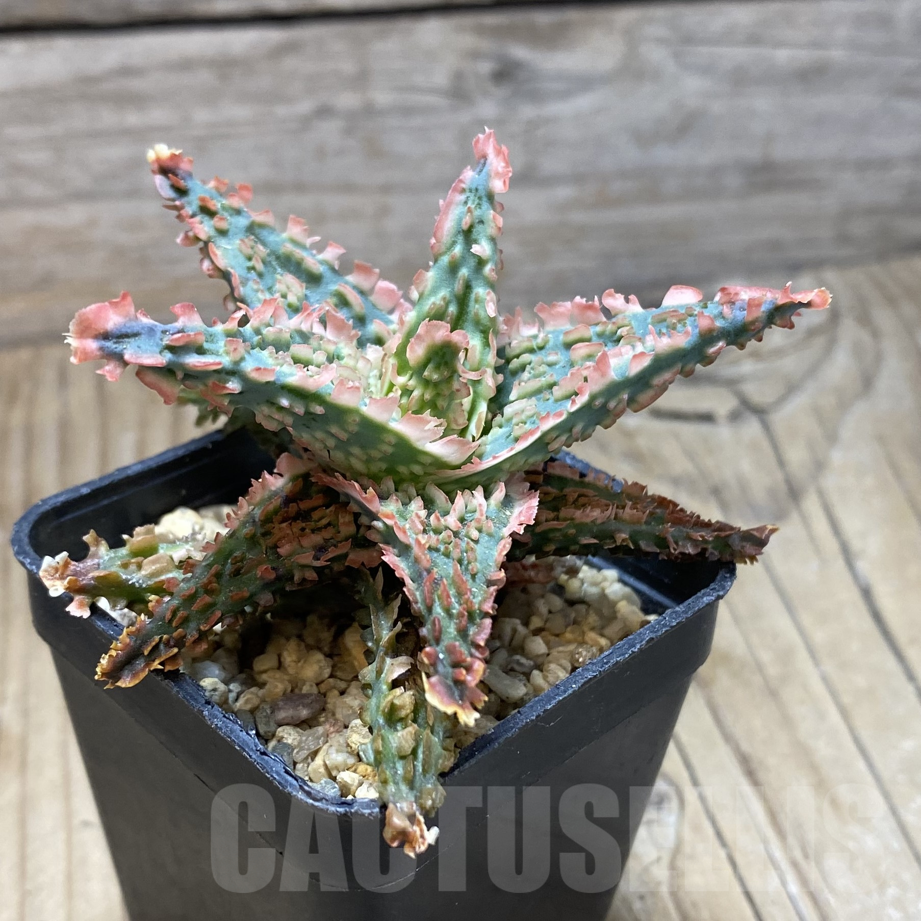 SH15599 Aloe TCT hybrid - immagine 2