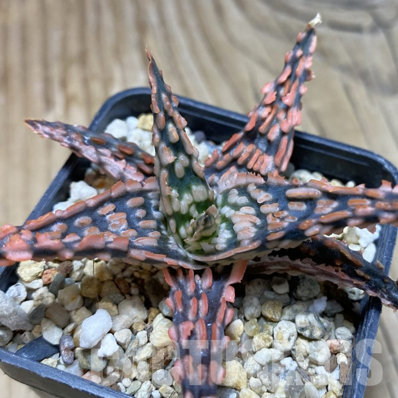 SH15600 Aloe TCT hybrid