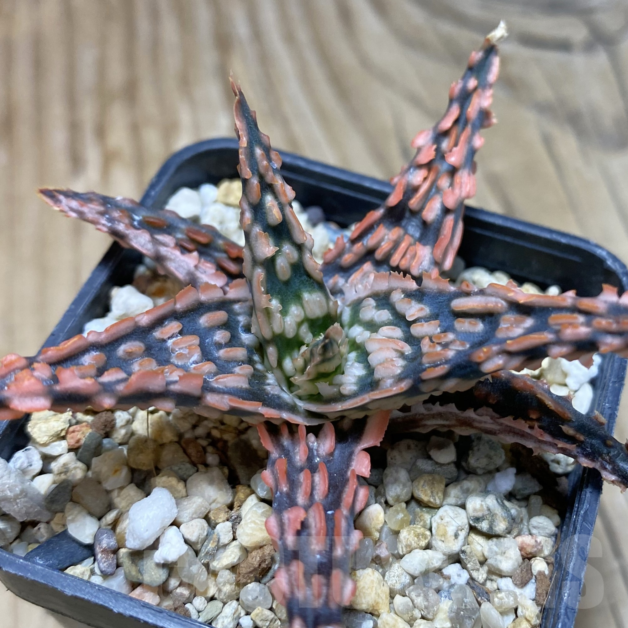 SH15600 Aloe TCT hybrid