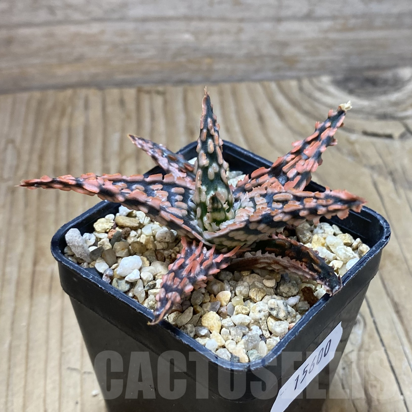 SH15600 Aloe TCT hybrid - Image 2