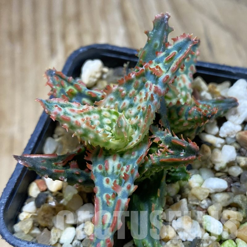 SH15601 Aloe TCT hybrid