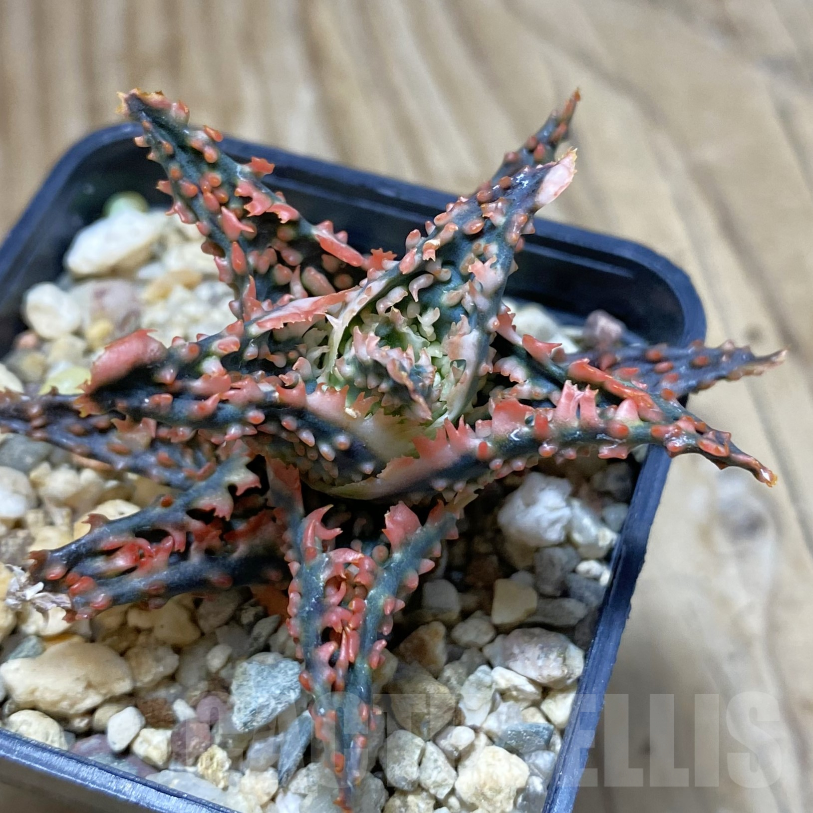 SH15602 Aloe TCT hybrid