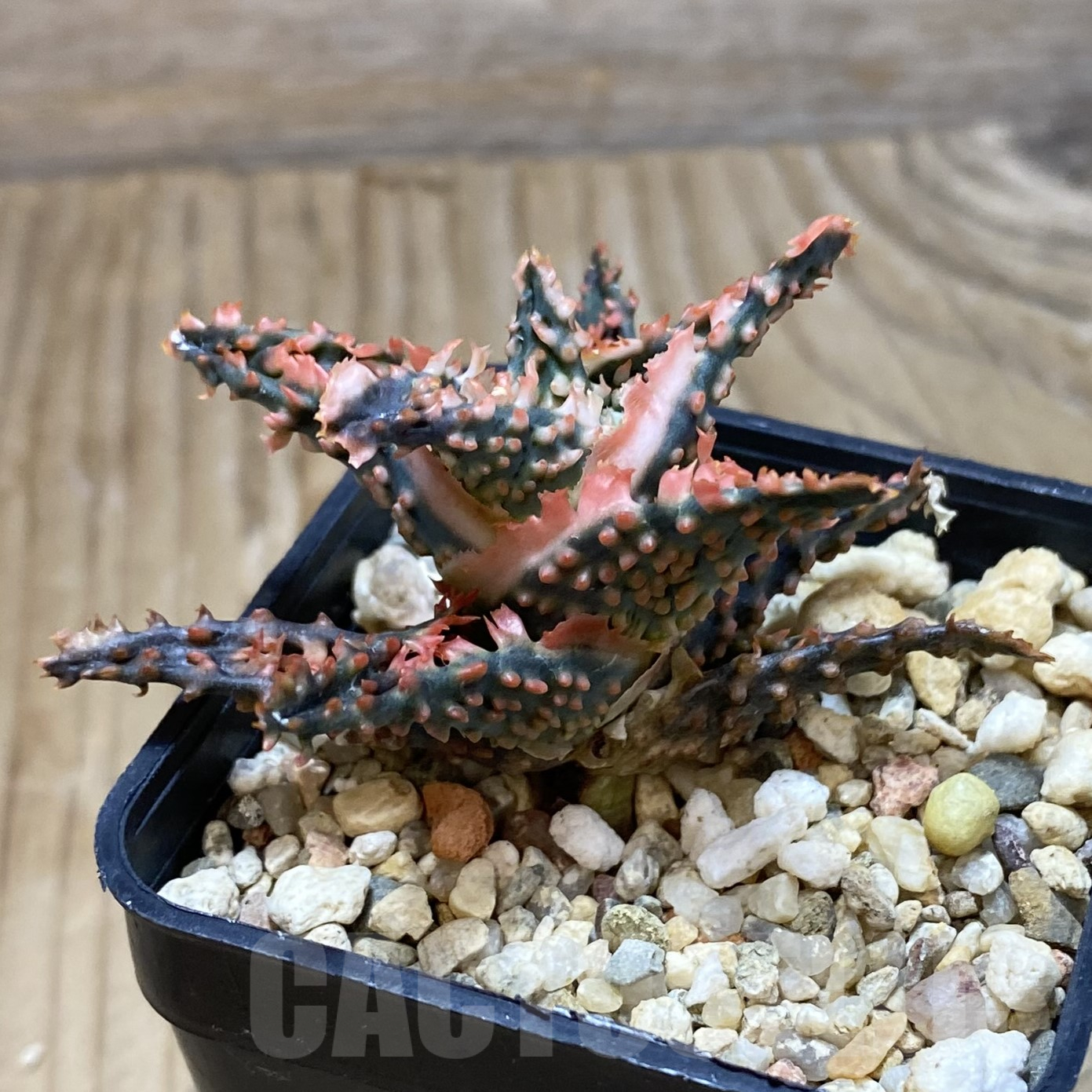 SH15602 Aloe TCT hybrid - immagine 2