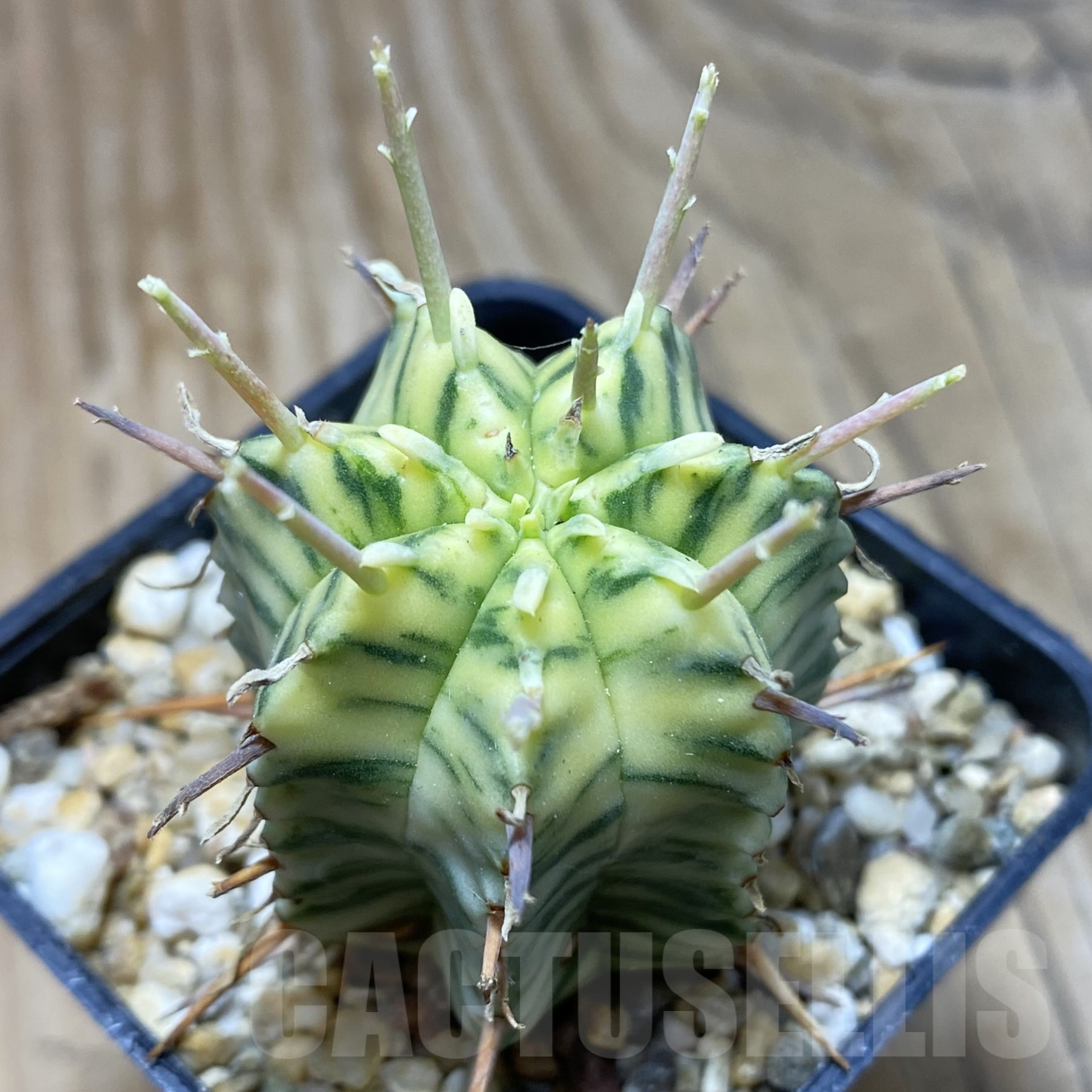 SH15603 Euphorbia meloformis f. variegata