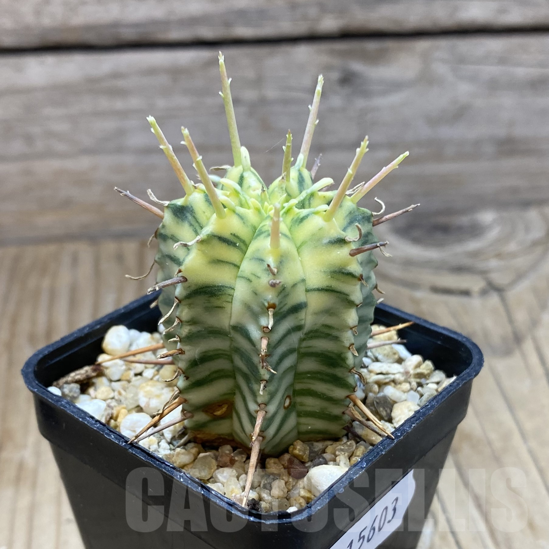 SH15603 Euphorbia meloformis f. variegata - Image 2