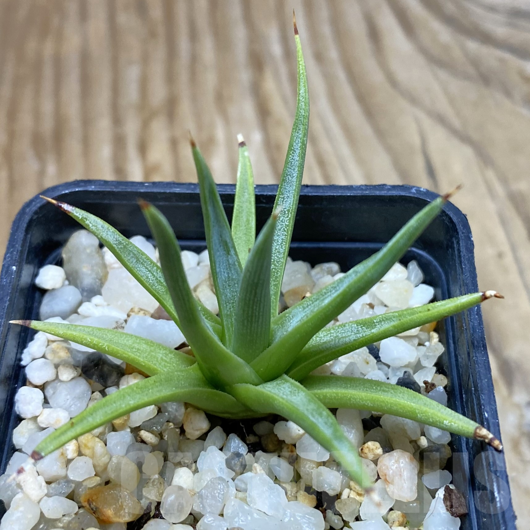 SH15604 Agave albopilosa