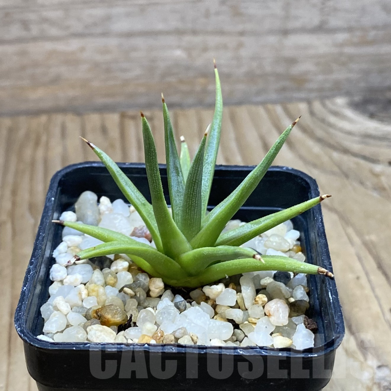 SH15604 Agave albopilosa - Image 2