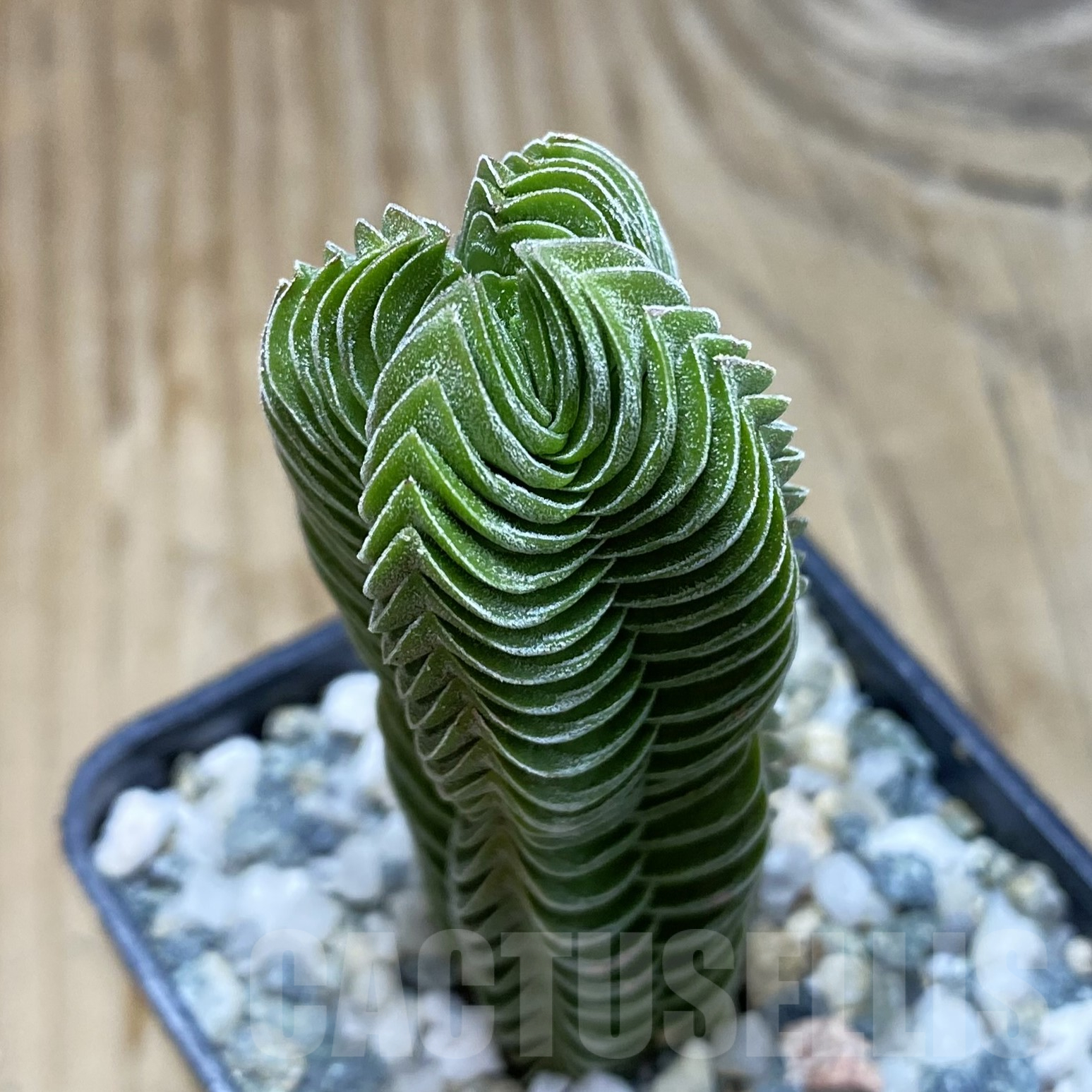 SH15606 Crassula 'Buddha's Temple'