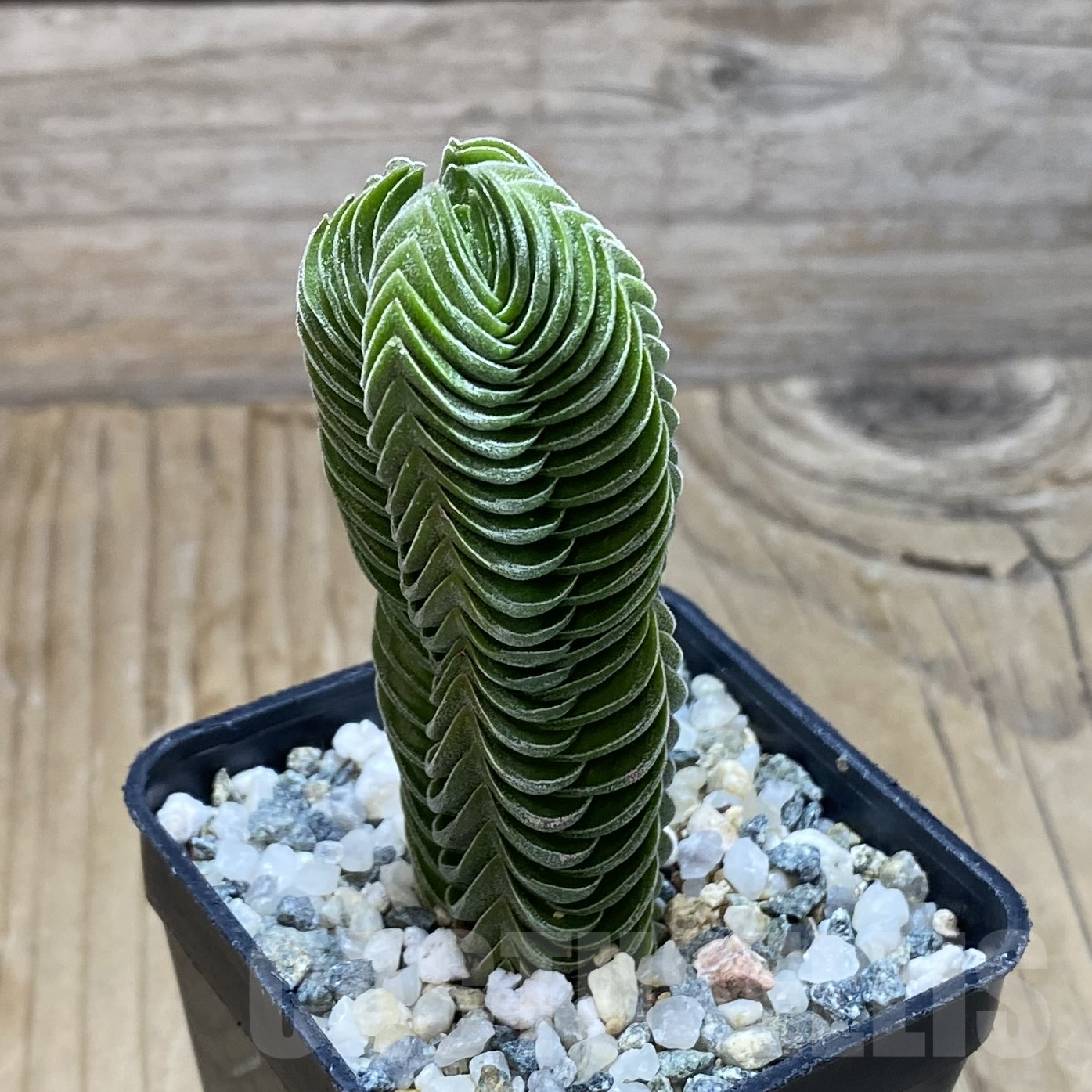 SH15606 Crassula 'Buddha's Temple' - Image 2
