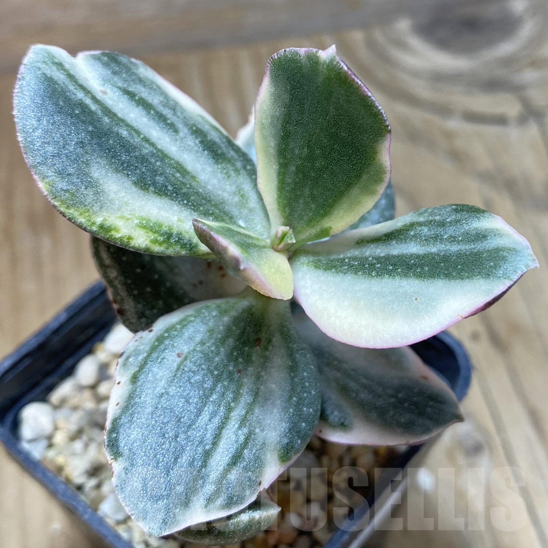 SH15607 Crassula ovata f. variegata