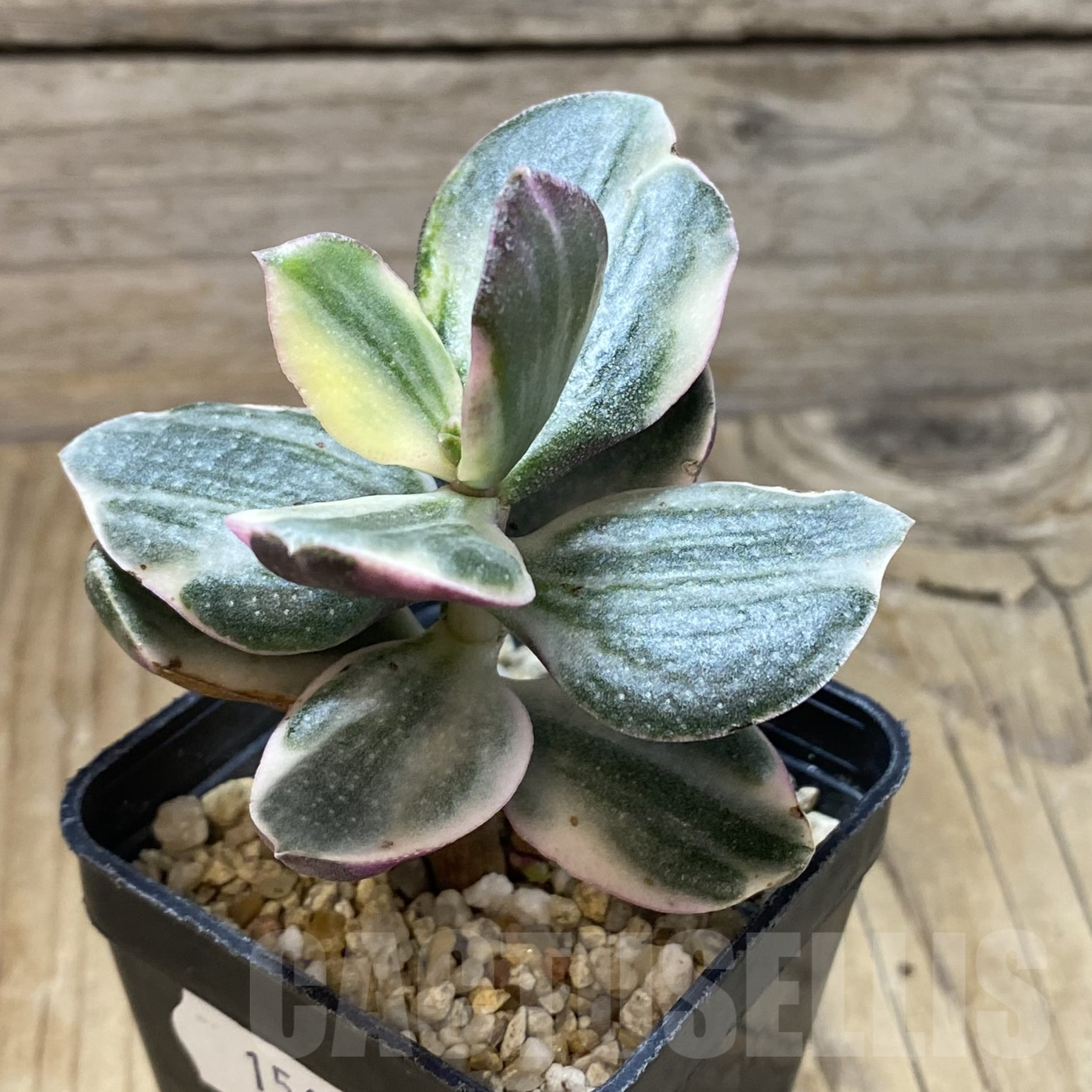 SH15607 Crassula ovata f. variegata - immagine 2