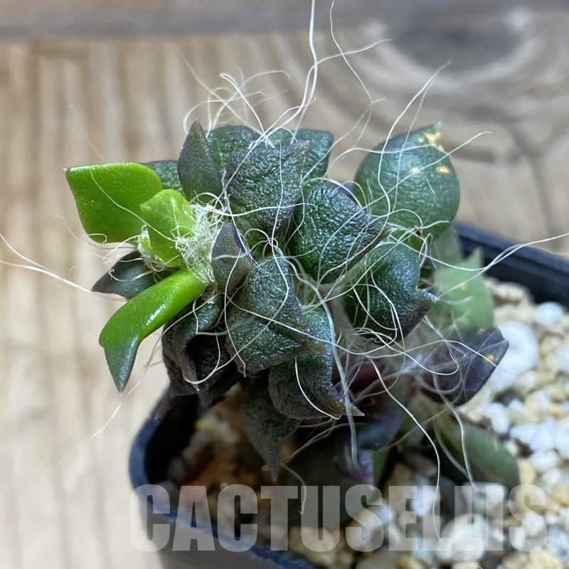 SH15609 Anacampseros rufescens