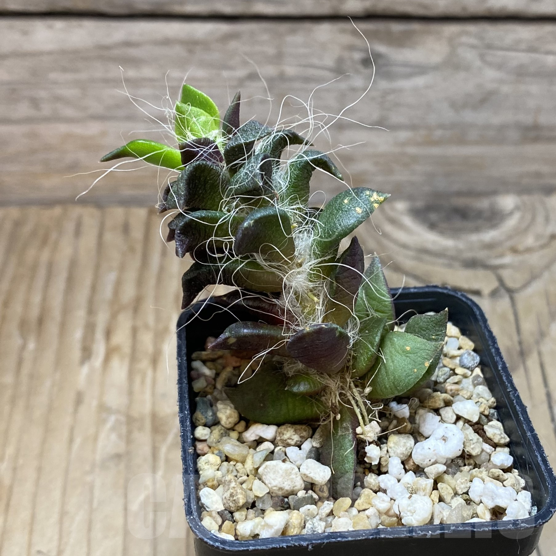 SH15609 Anacampseros rufescens - Image 2