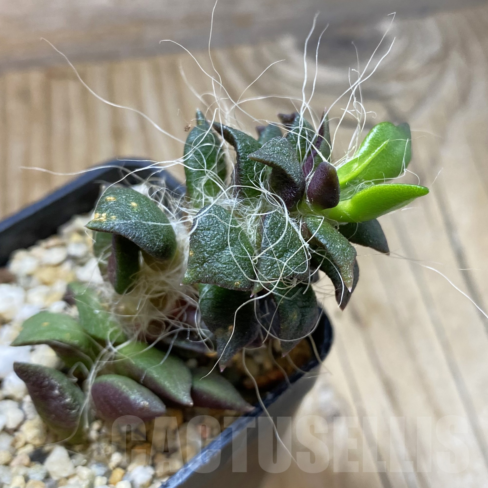 SH15609 Anacampseros rufescens - Image 3