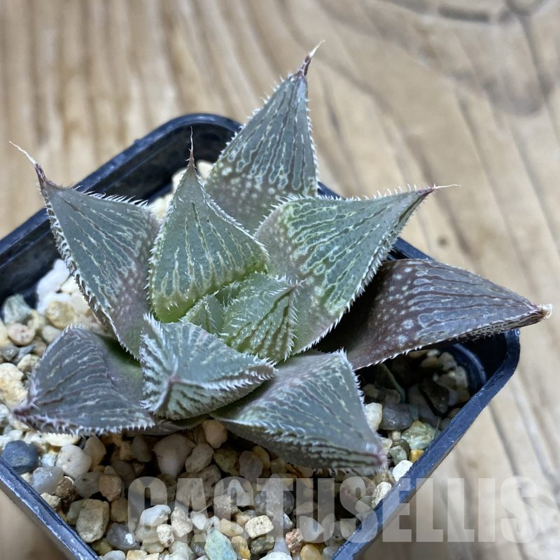 SH15610 Haworthia venusta hybrid