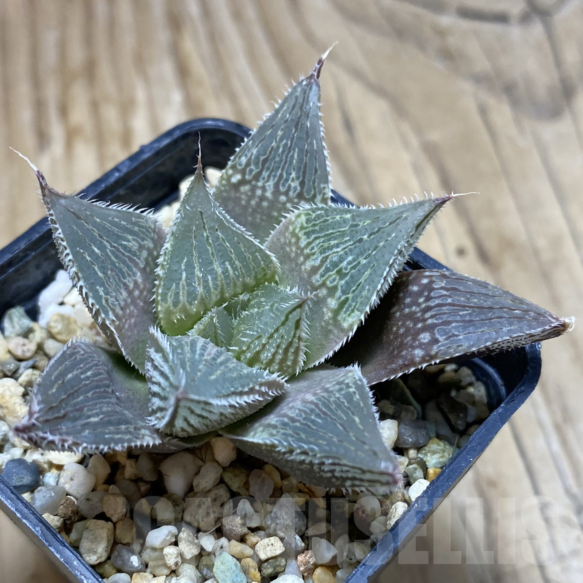 SH15610 Haworthia venusta hybrid