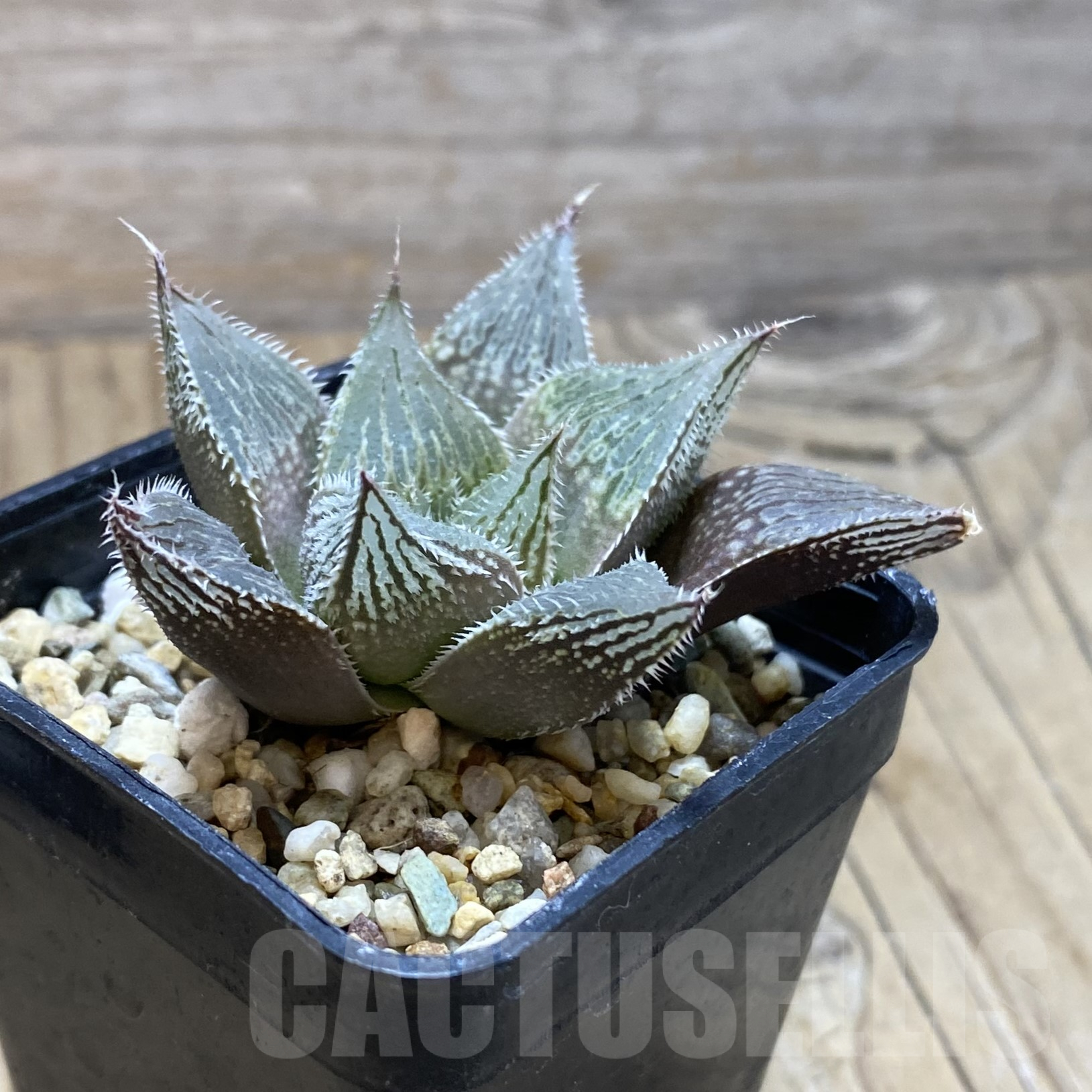 SH15610 Haworthia venusta hybrid - immagine 2