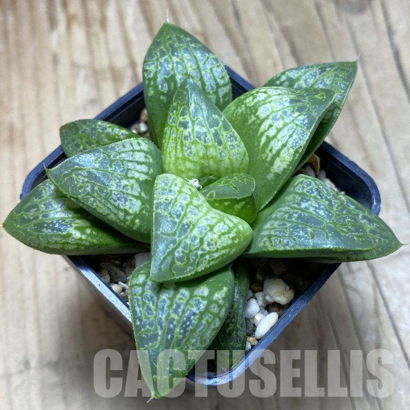SH15612 Haworthia 'Kamen Butokai'