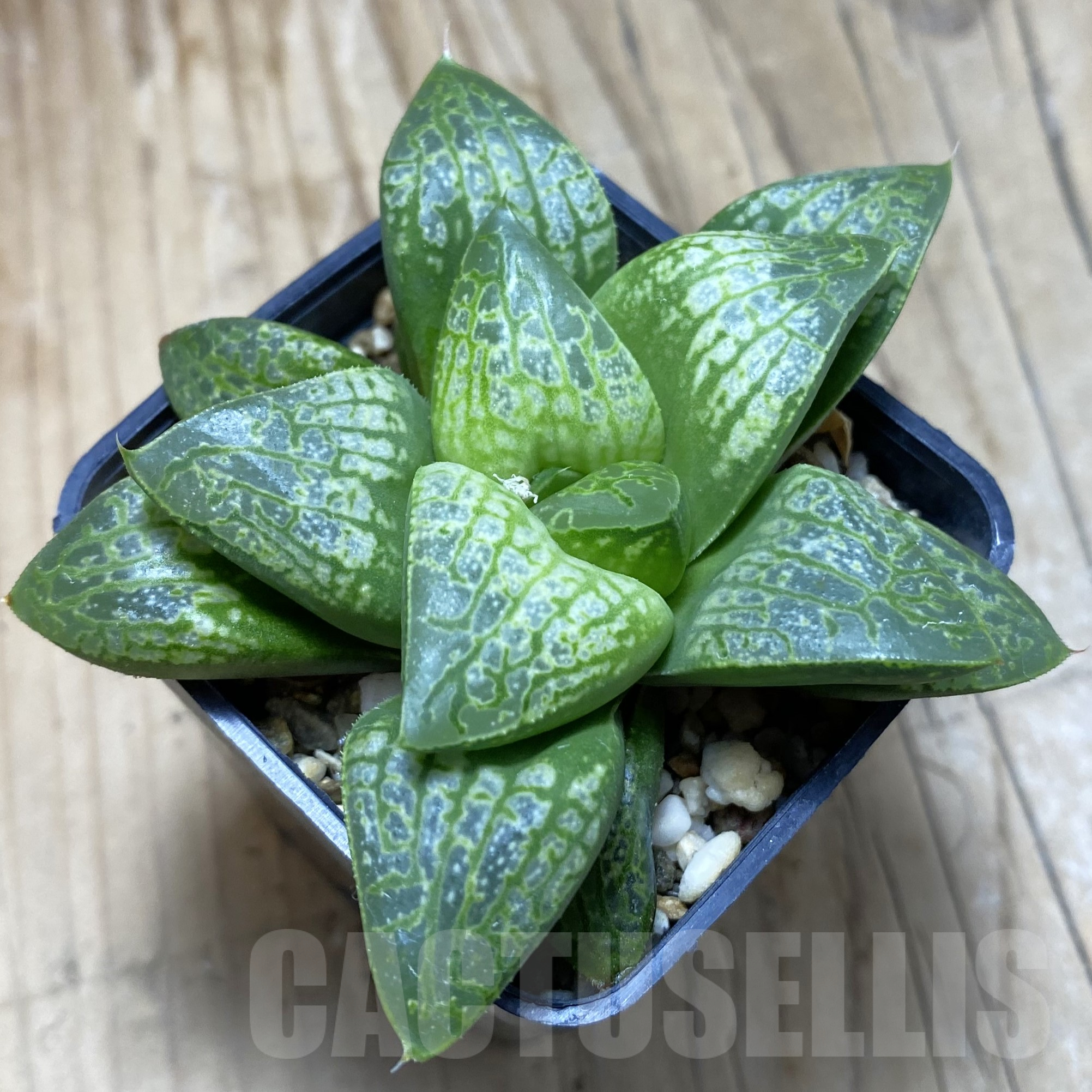 SH15612 Haworthia 'Kamen Butokai'