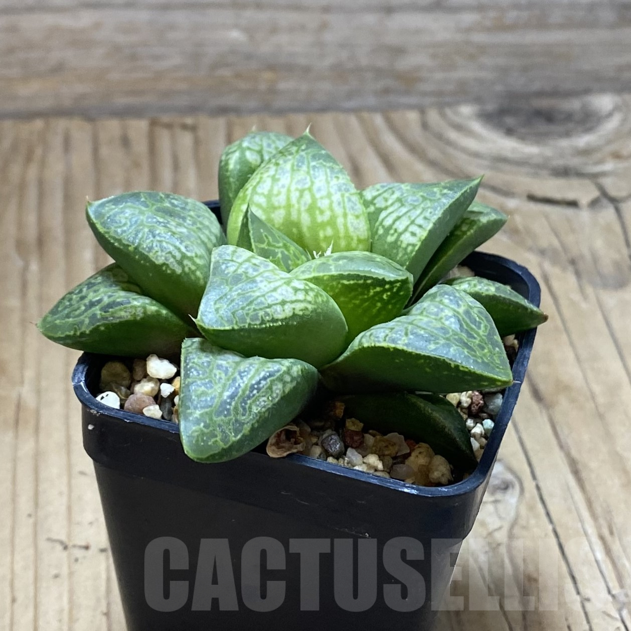 SH15612 Haworthia 'Kamen Butokai' - Image 2