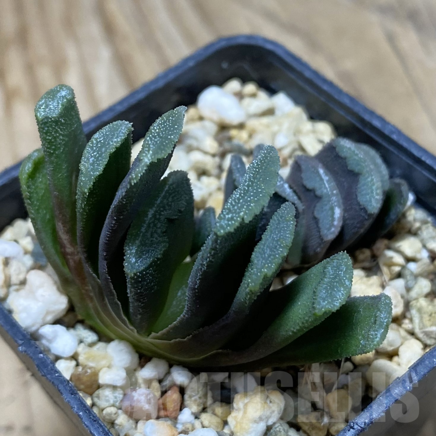 SH15613 Haworthia truncata hybrid, 2 plants - immagine 2