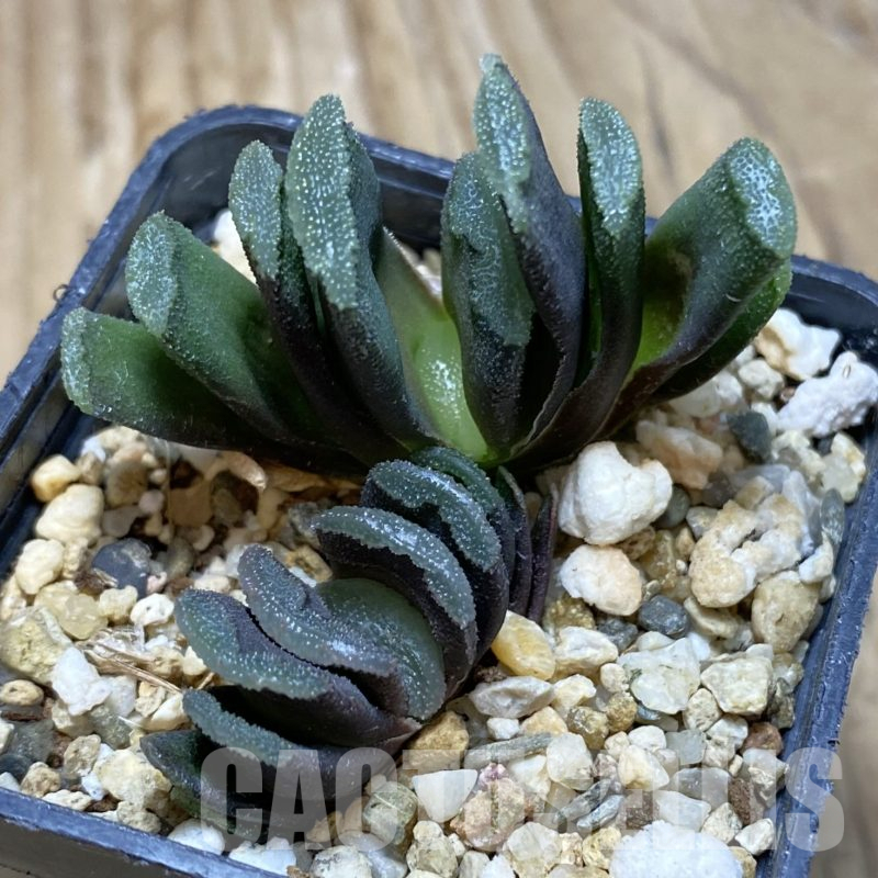 SH15613 Haworthia truncata hybrid, 2 plants