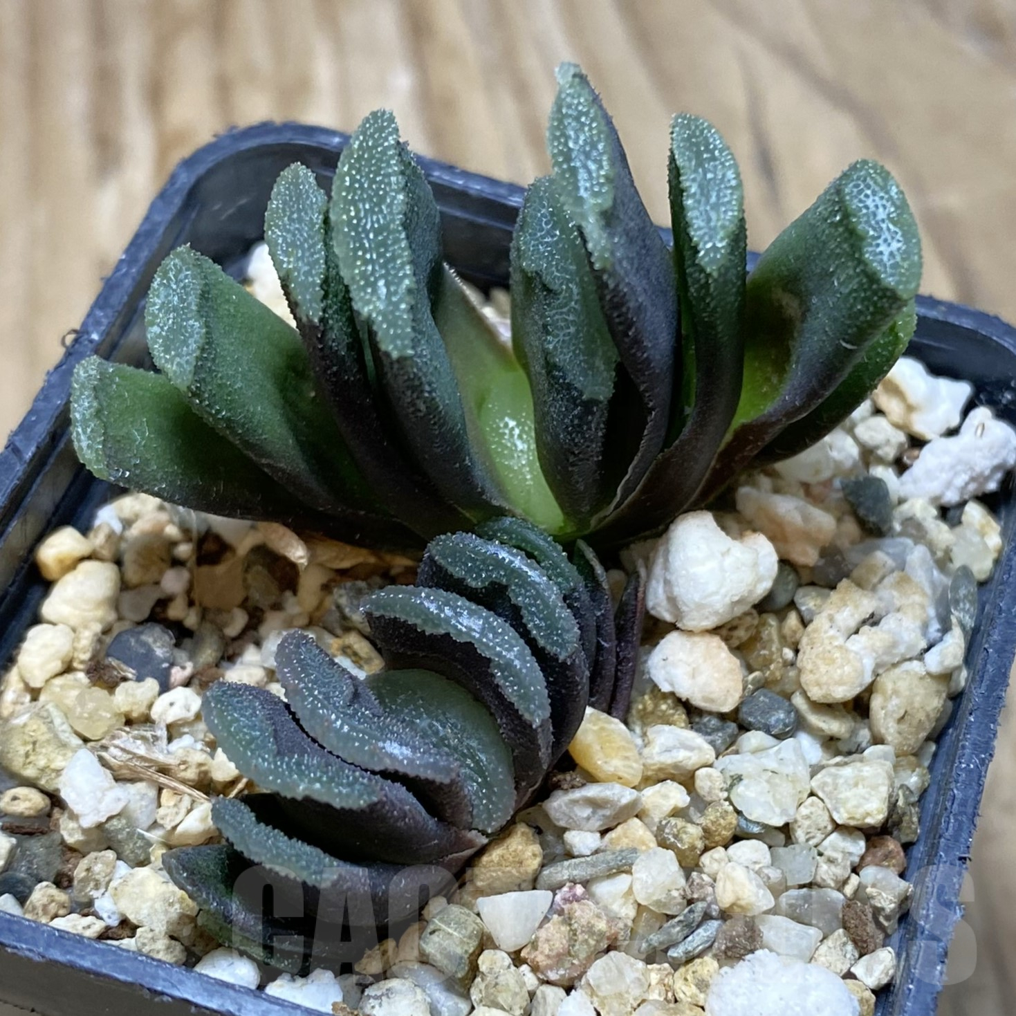 SH15613 Haworthia truncata hybrid, 2 plants