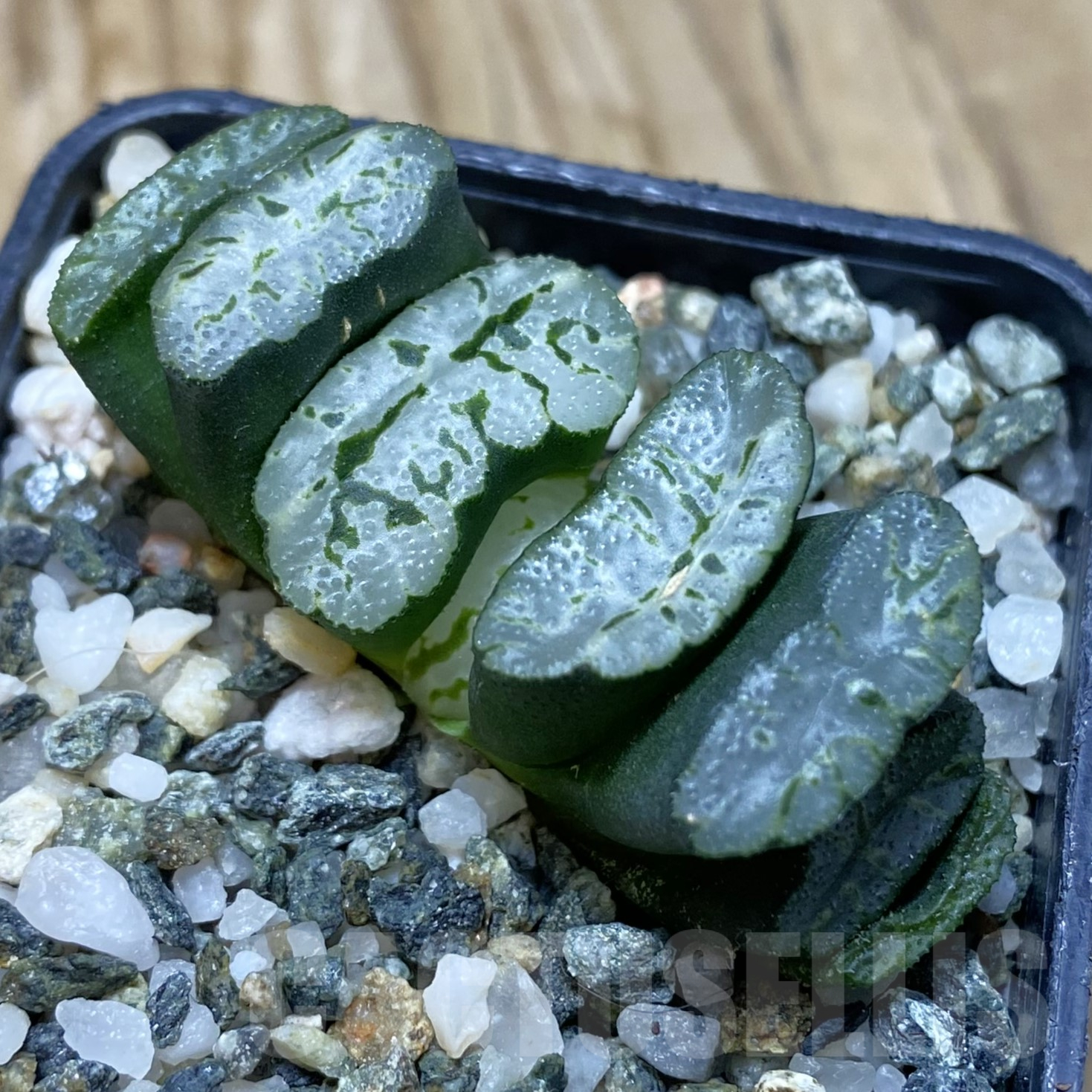 SH15614 Haworthia truncata -Japan-