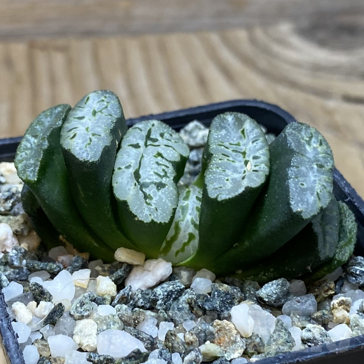SH15614 Haworthia truncata -Japan- - immagine 2