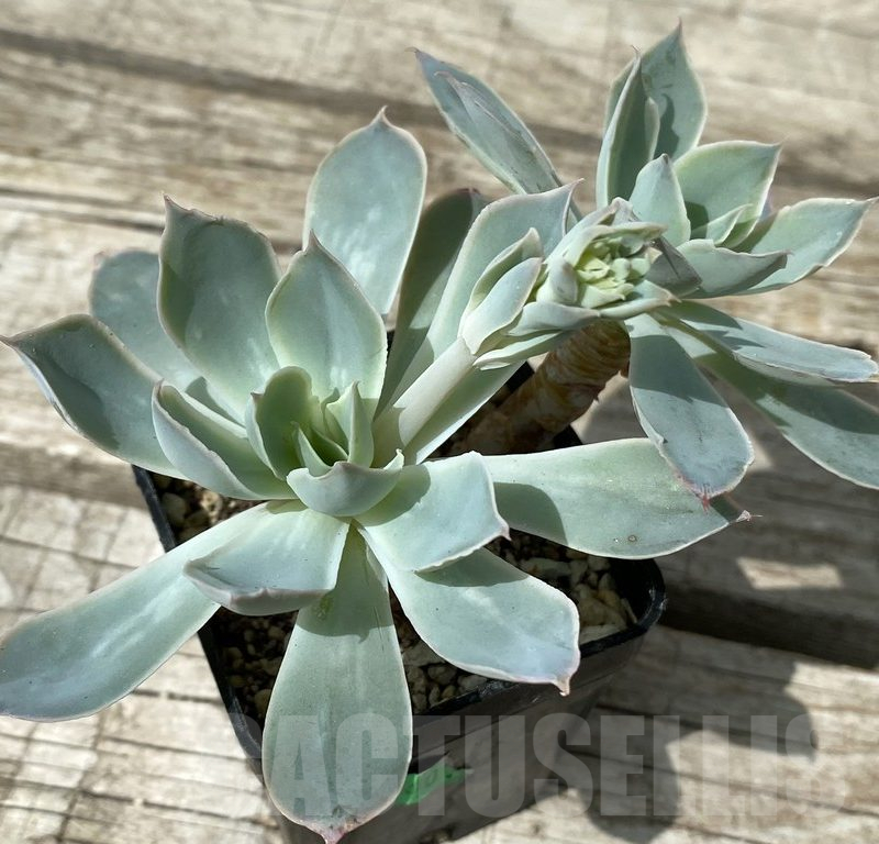 SH15389 Echeveria ‘Blue Heron’ x ?