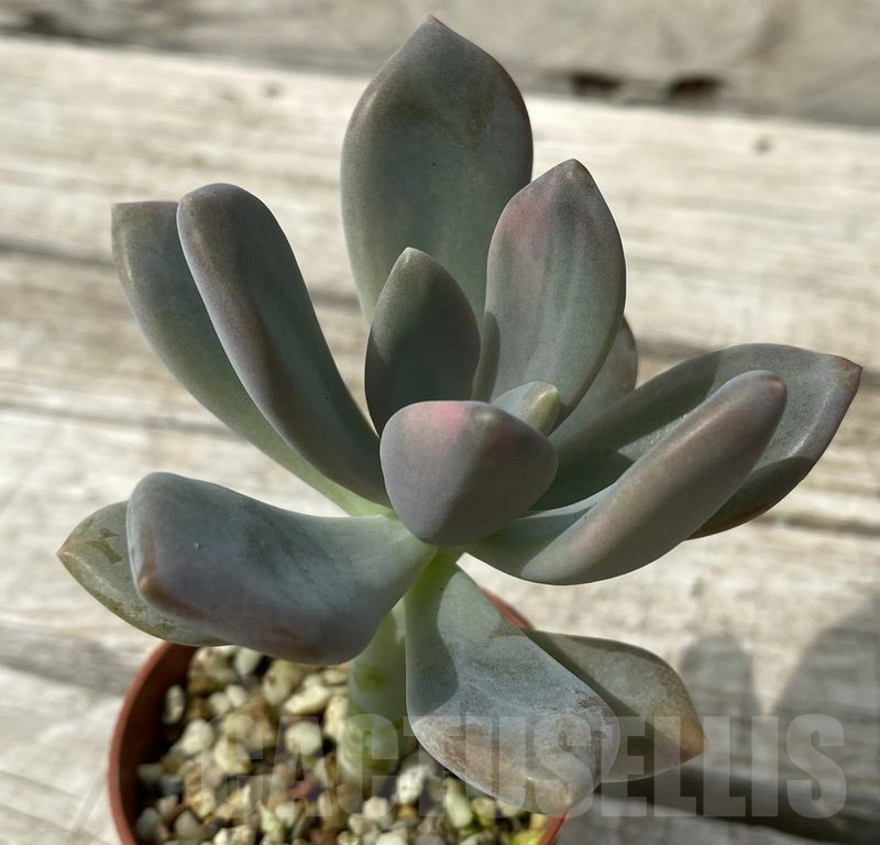 SH15391 Graptophytum 'Supreme' f. variegata