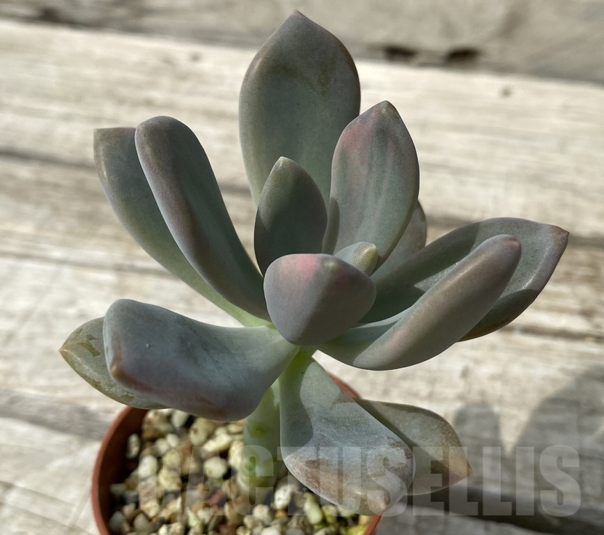 SH15391 Graptophytum 'Supreme' f. variegata