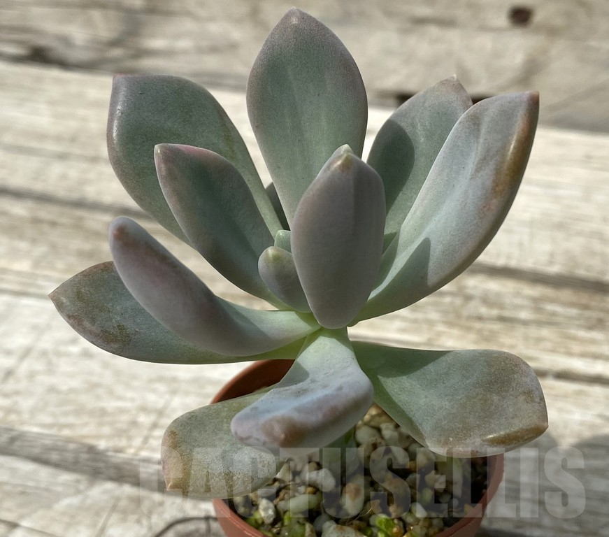 SH15391 Graptophytum 'Supreme' f. variegata – Bild 2