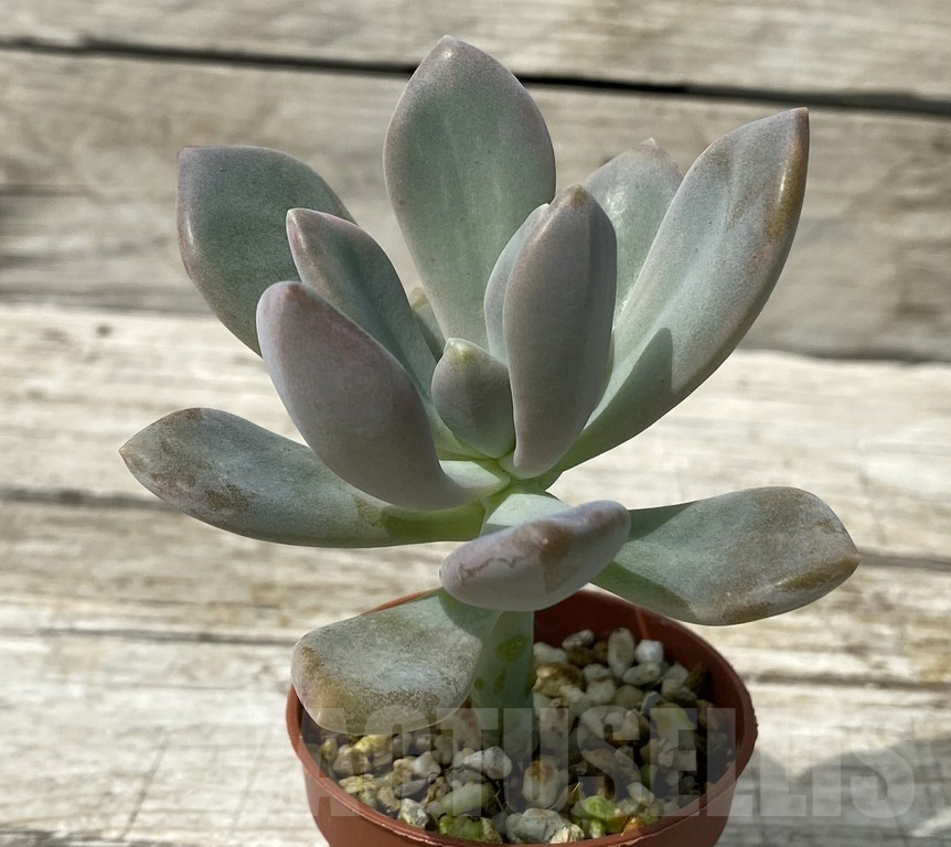 SH15391 Graptophytum 'Supreme' f. variegata – Bild 3