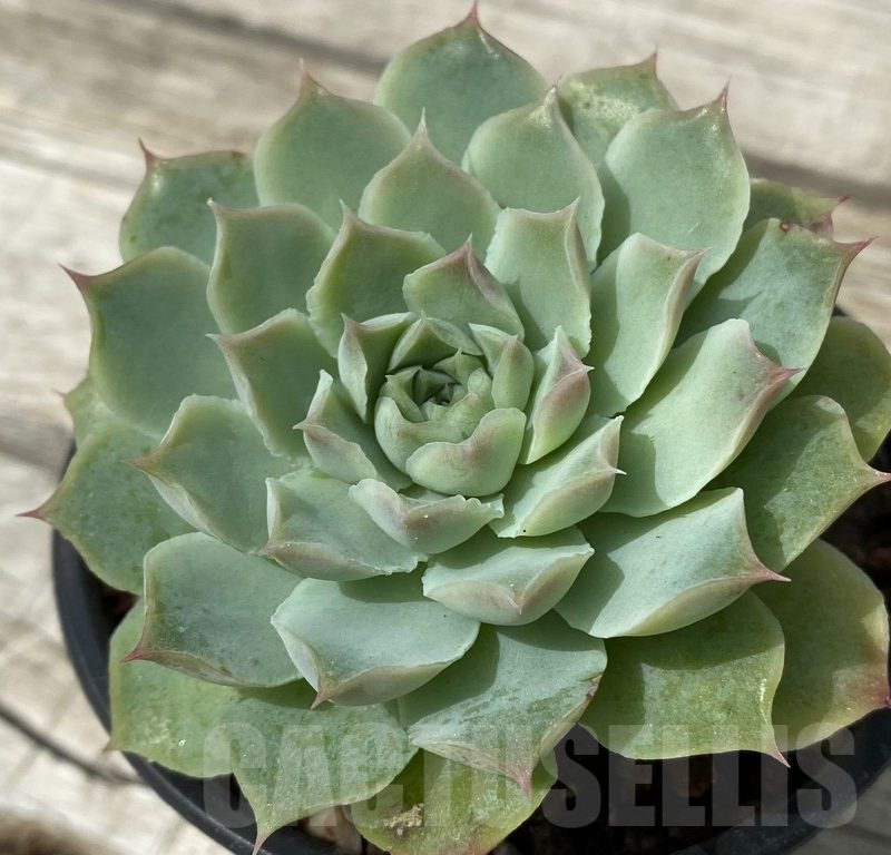 SH15392 Echeveria hybrid