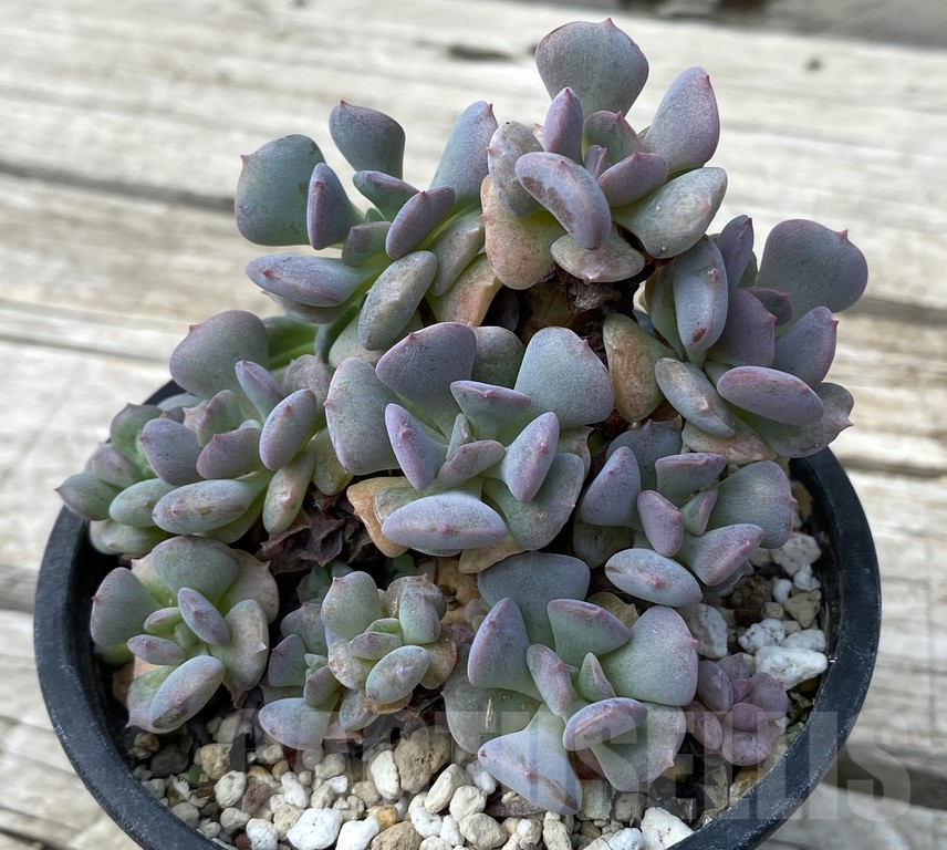 SH15394 Echeveria 'Cubic Frost'