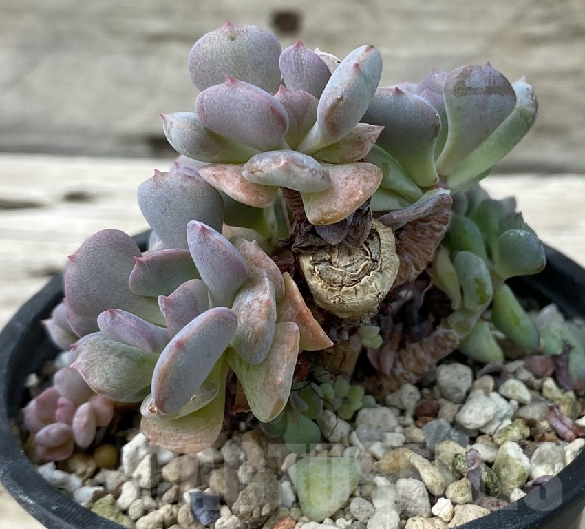 SH15394 Echeveria 'Cubic Frost' - Image 2