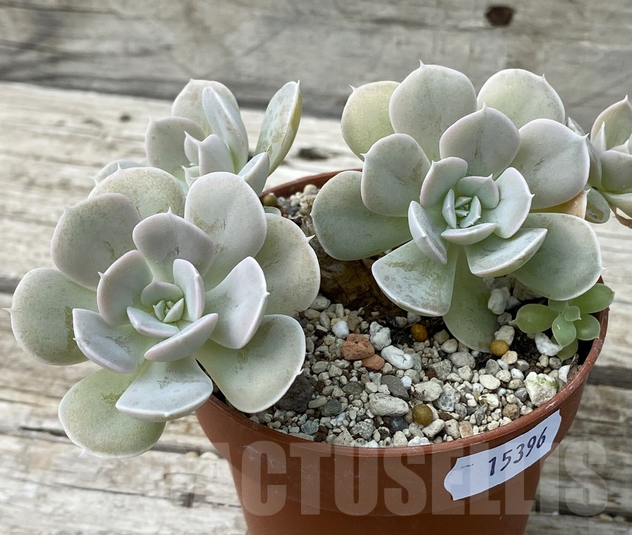 SH15396 Echeveria ‘Grey Prince’ - immagine 2