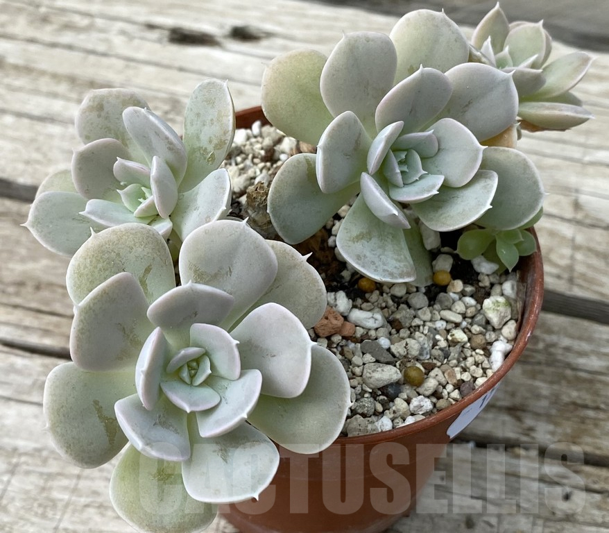 SH15396 Echeveria ‘Grey Prince’