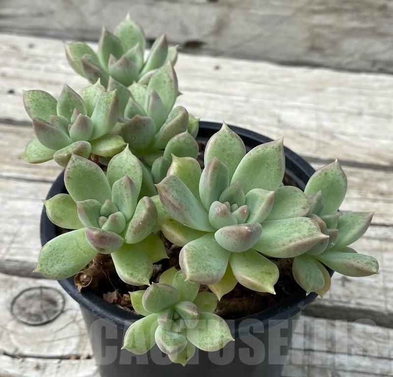 SH15399 Echeveria hybrid