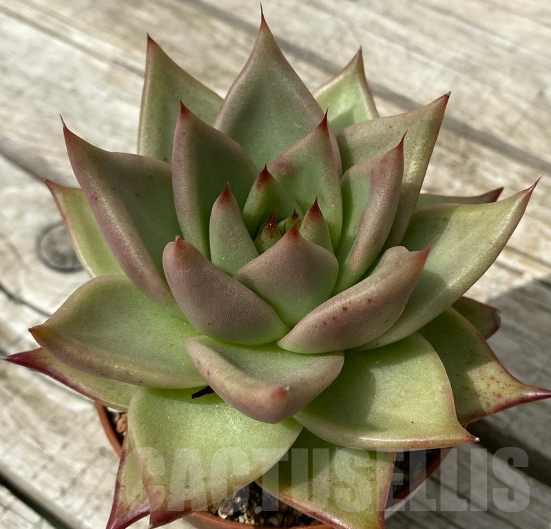 SH15361 Echeveria agavoides