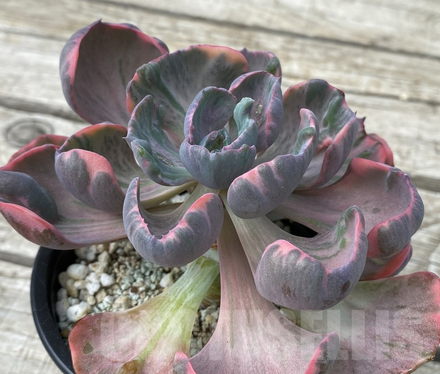 SH15401 Echeveria ‘Beyoncé Rainbow’ - immagine 2