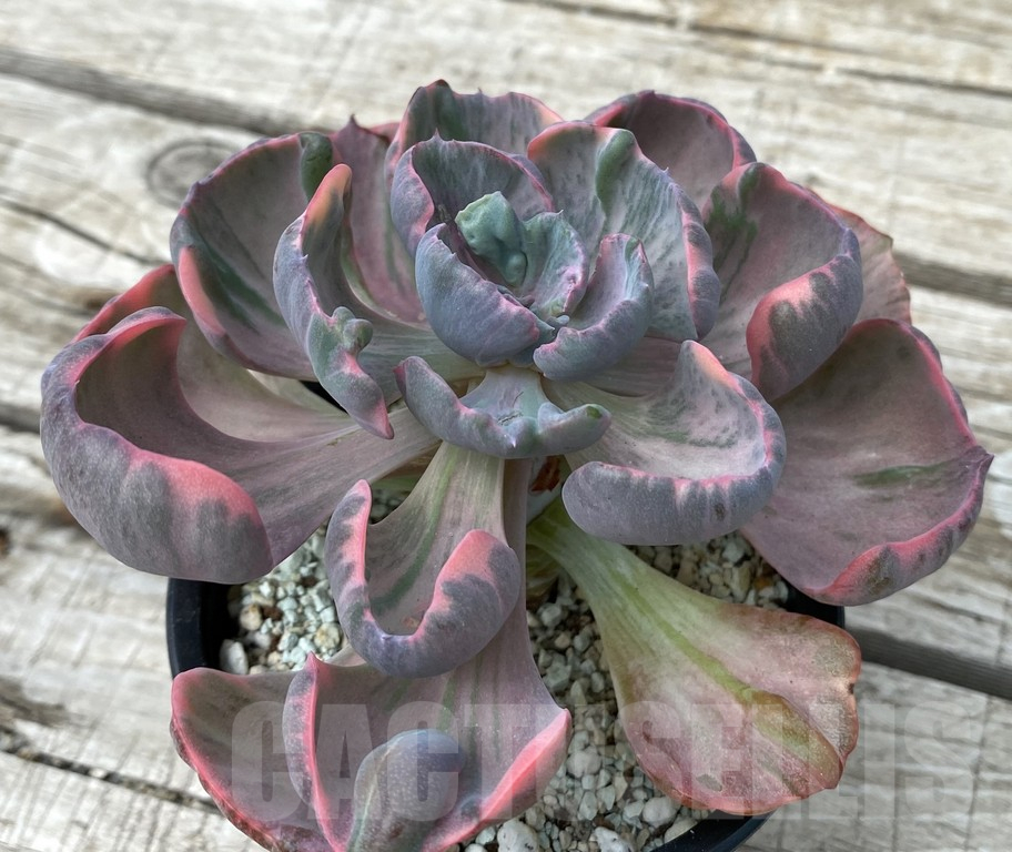 SH15401 Echeveria ‘Beyoncé Rainbow’