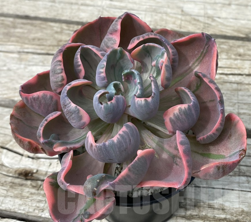 SH15402 Echeveria ‘Beyoncé Rainbow’ - Image 2