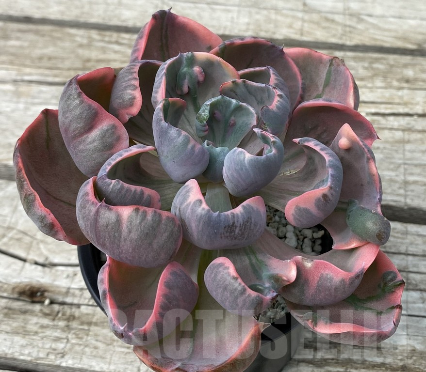 SH15402 Echeveria ‘Beyoncé Rainbow’