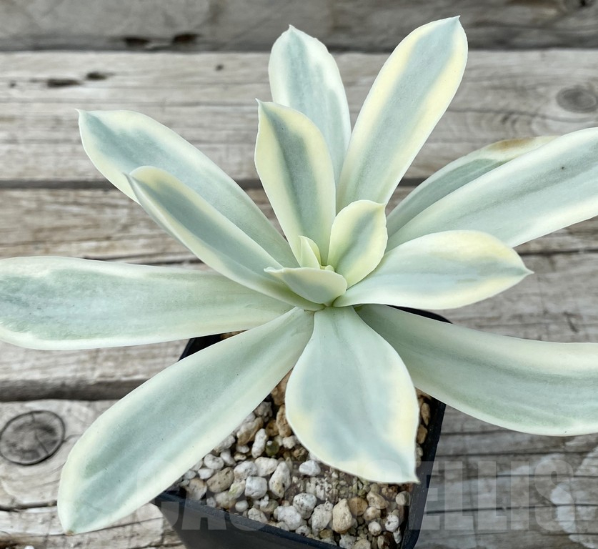 SH15405 Echeveria ‘Moon River’ f. variegata - Image 4