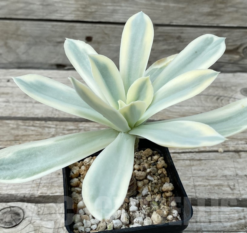 SH15405 Echeveria ‘Moon River’ f. variegata - Image 3
