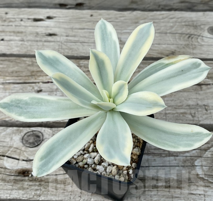 SH15405 Echeveria ‘Moon River’ f. variegata - Image 2
